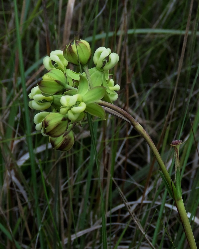 Largeflower Milkweed photo 6