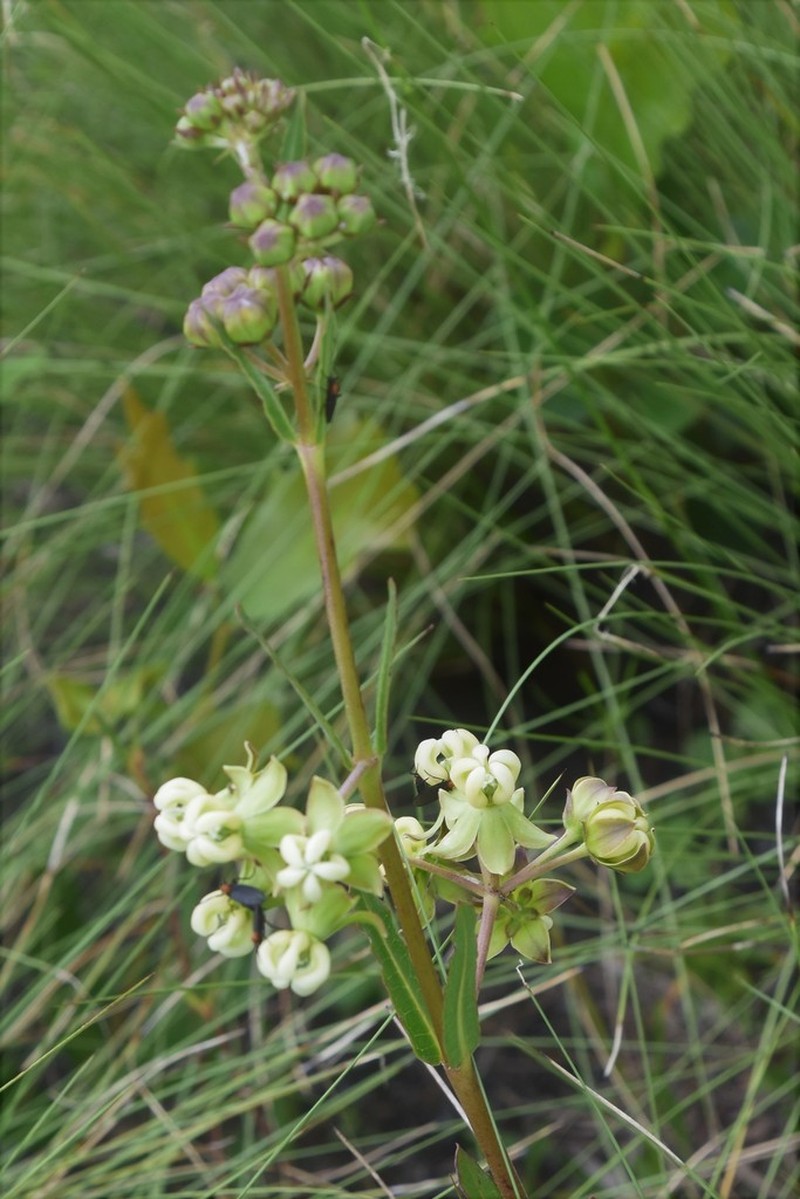Largeflower Milkweed photo 7