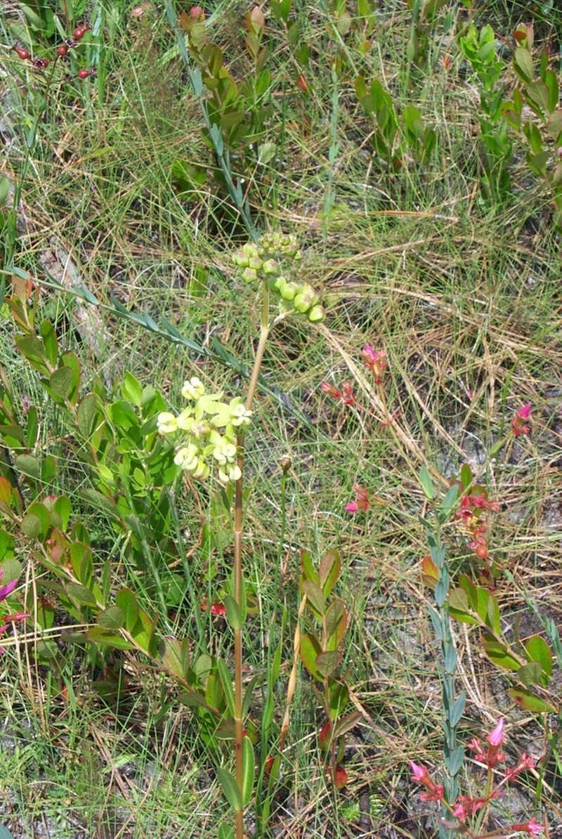 Largeflower Milkweed photo 8