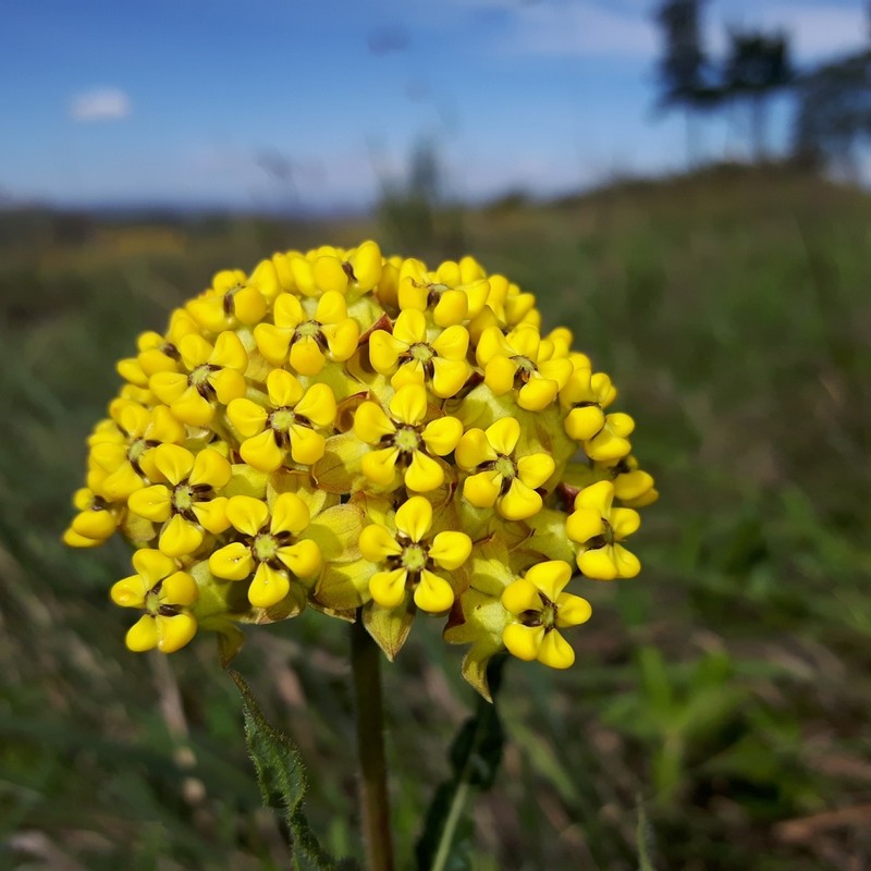 Asclepias cooperi
