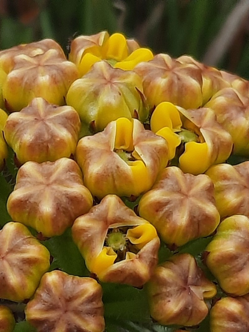 Asclepias cooperi photo 2