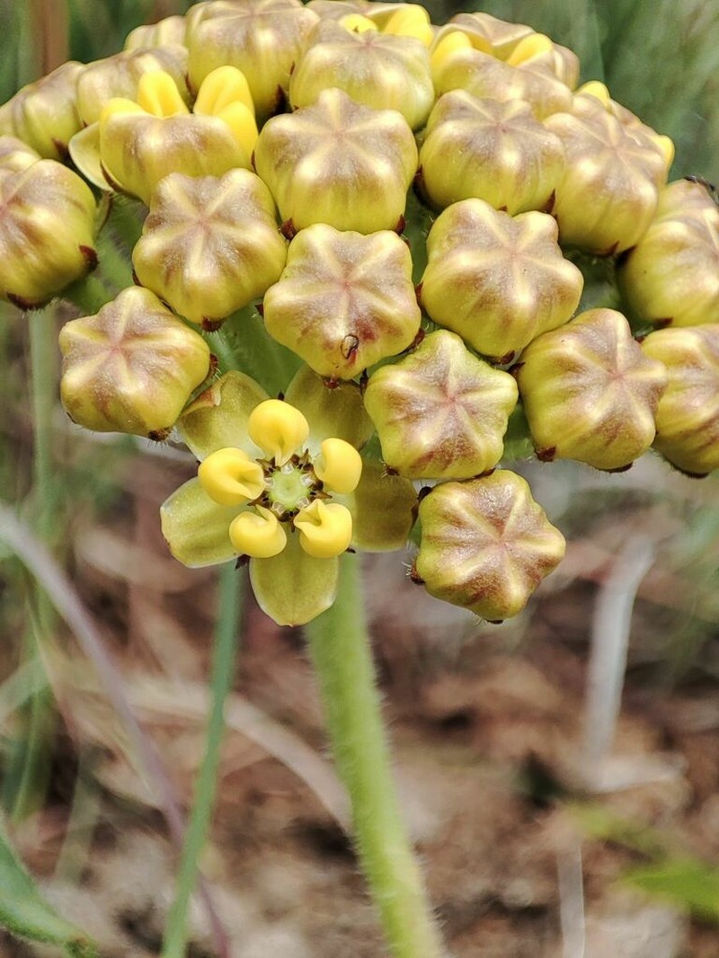 Asclepias cooperi photo 3
