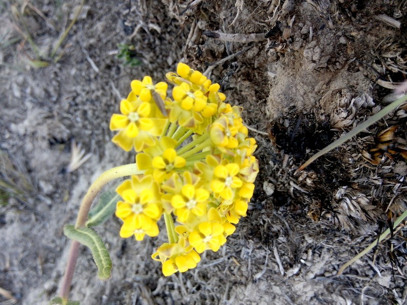 Asclepias cooperi photo 4
