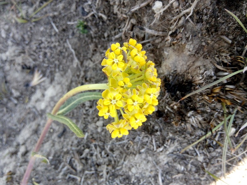 Asclepias cooperi photo 5