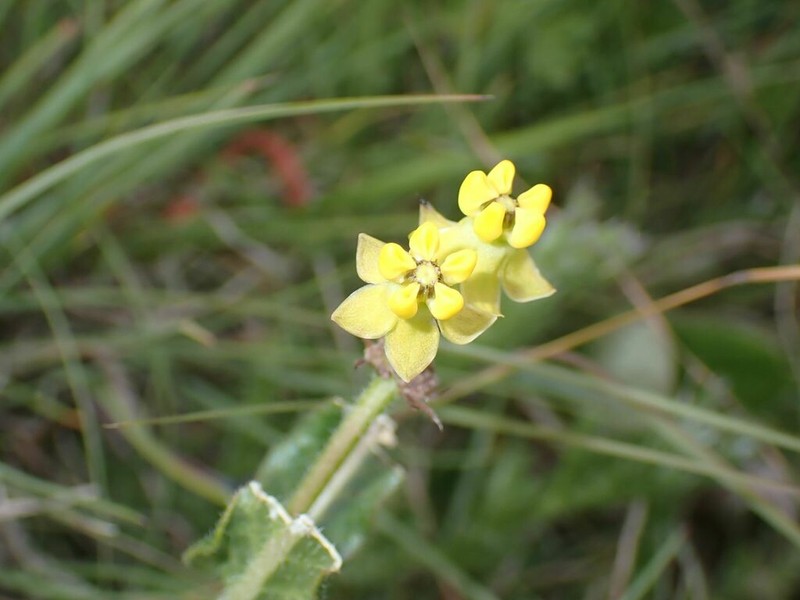 Asclepias cooperi photo 6
