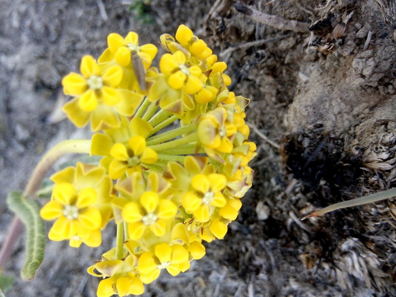 Asclepias cooperi photo 7