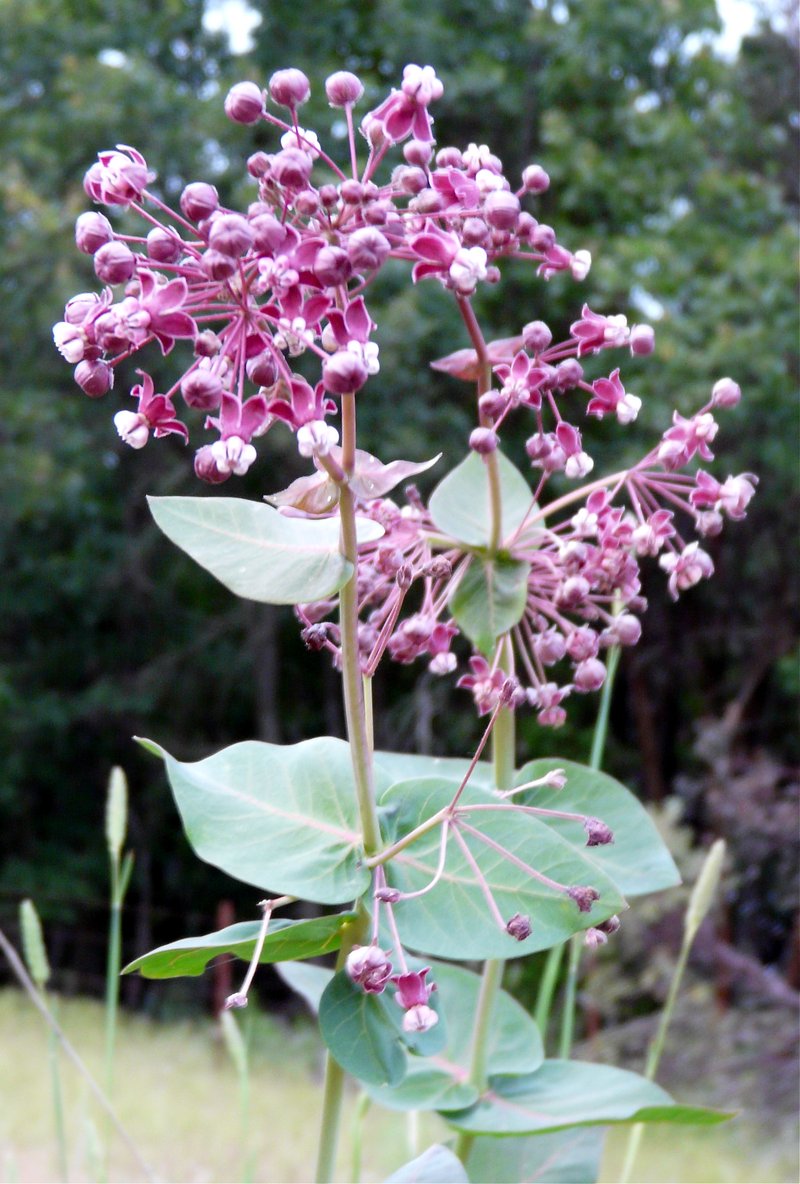 Heartleaf Milkweed