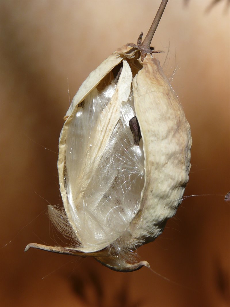 Heartleaf Milkweed photo 2