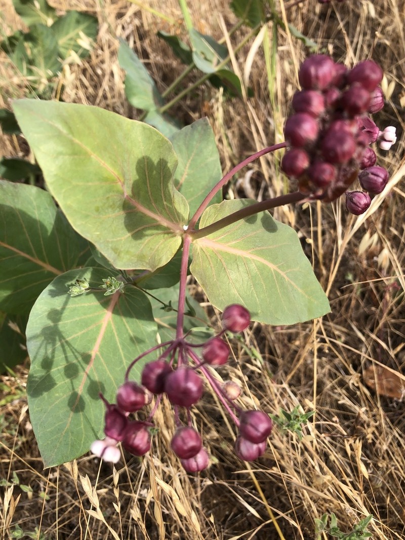 Heartleaf Milkweed photo 3
