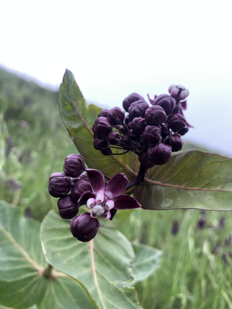 Heartleaf Milkweed photo 4