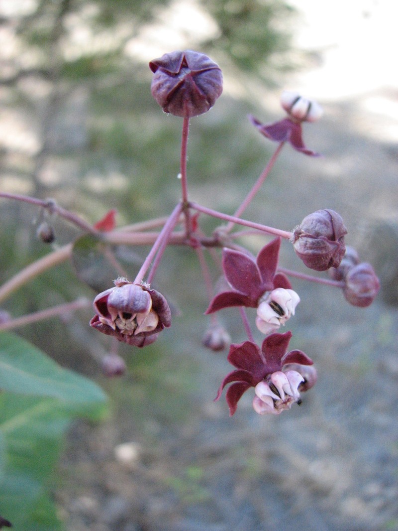 Heartleaf Milkweed photo 5