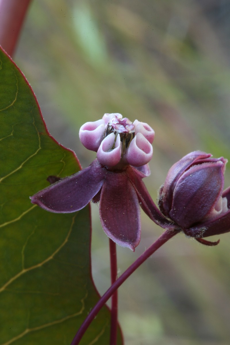 Heartleaf Milkweed photo 6