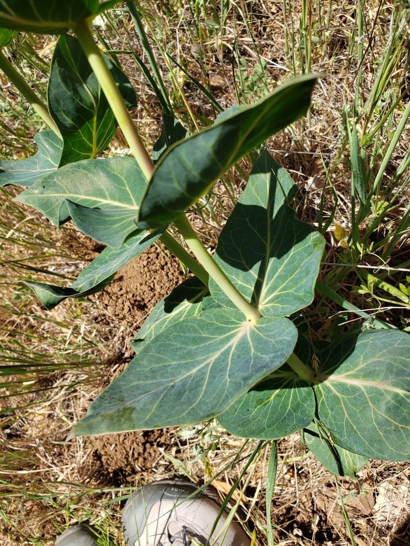 Heartleaf Milkweed photo 7