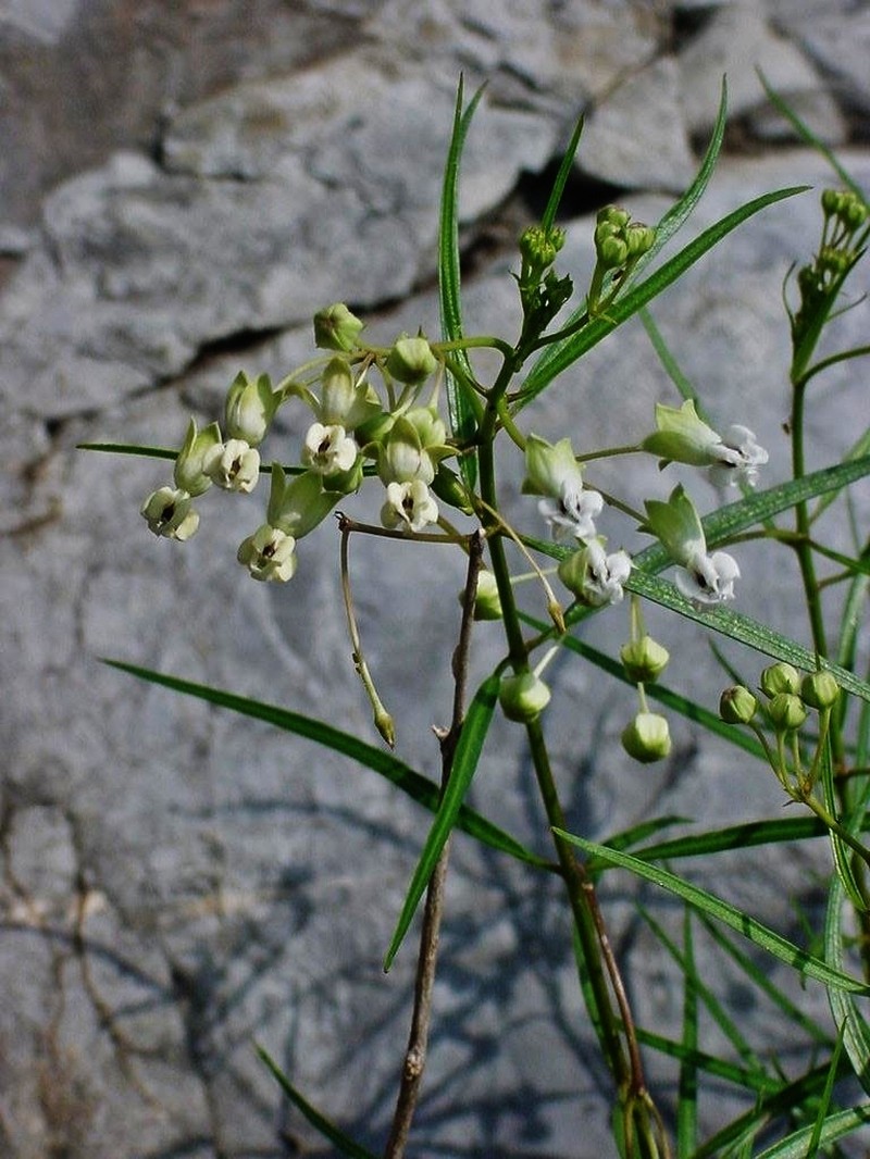 Asclepias coulteri