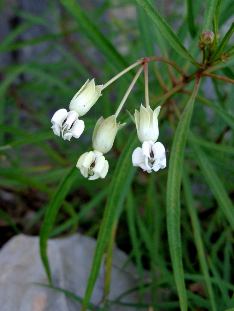 Asclepias coulteri photo 2