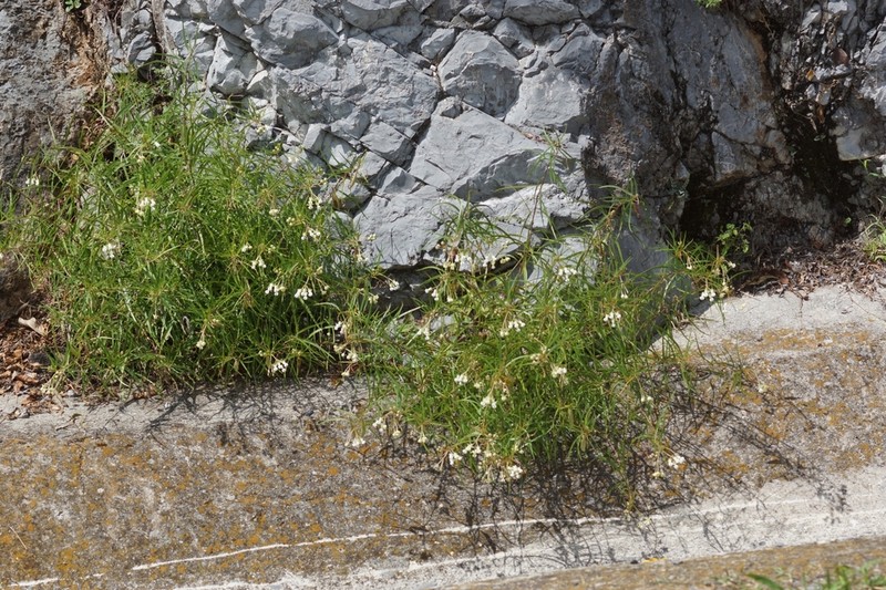 Asclepias coulteri photo 4