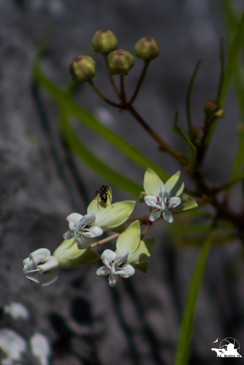 Asclepias coulteri photo 5