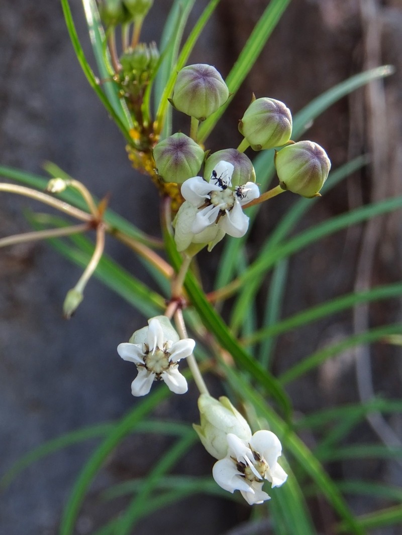 Asclepias coulteri photo 6