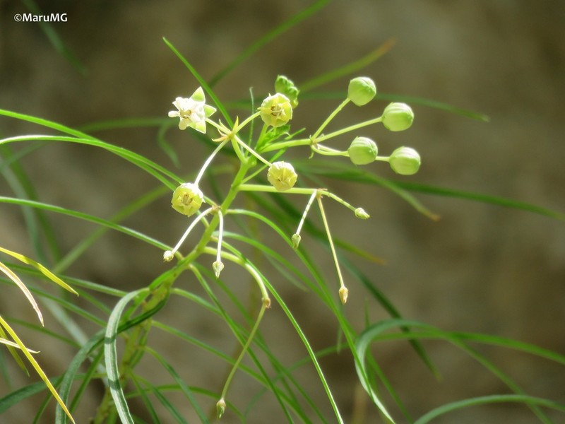 Asclepias coulteri photo 7