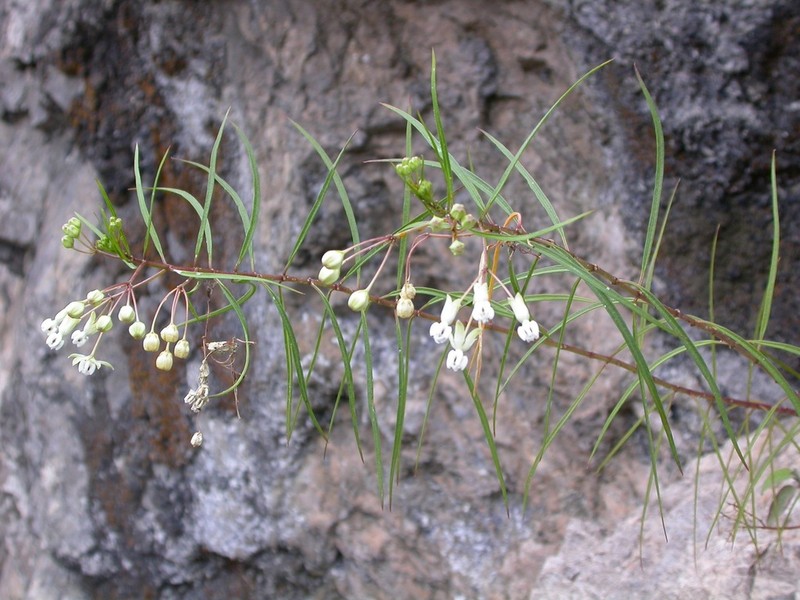 Asclepias coulteri photo 8