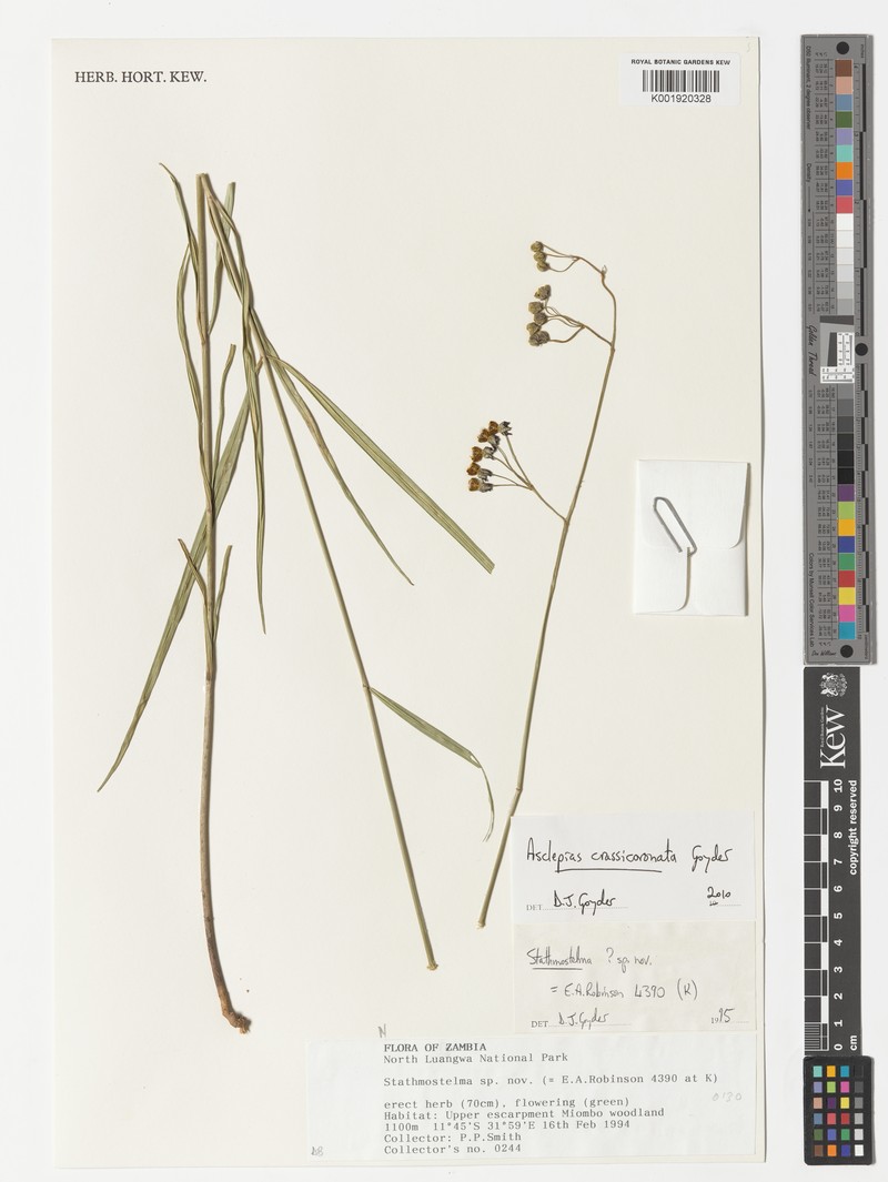 Asclepias crassicoronata