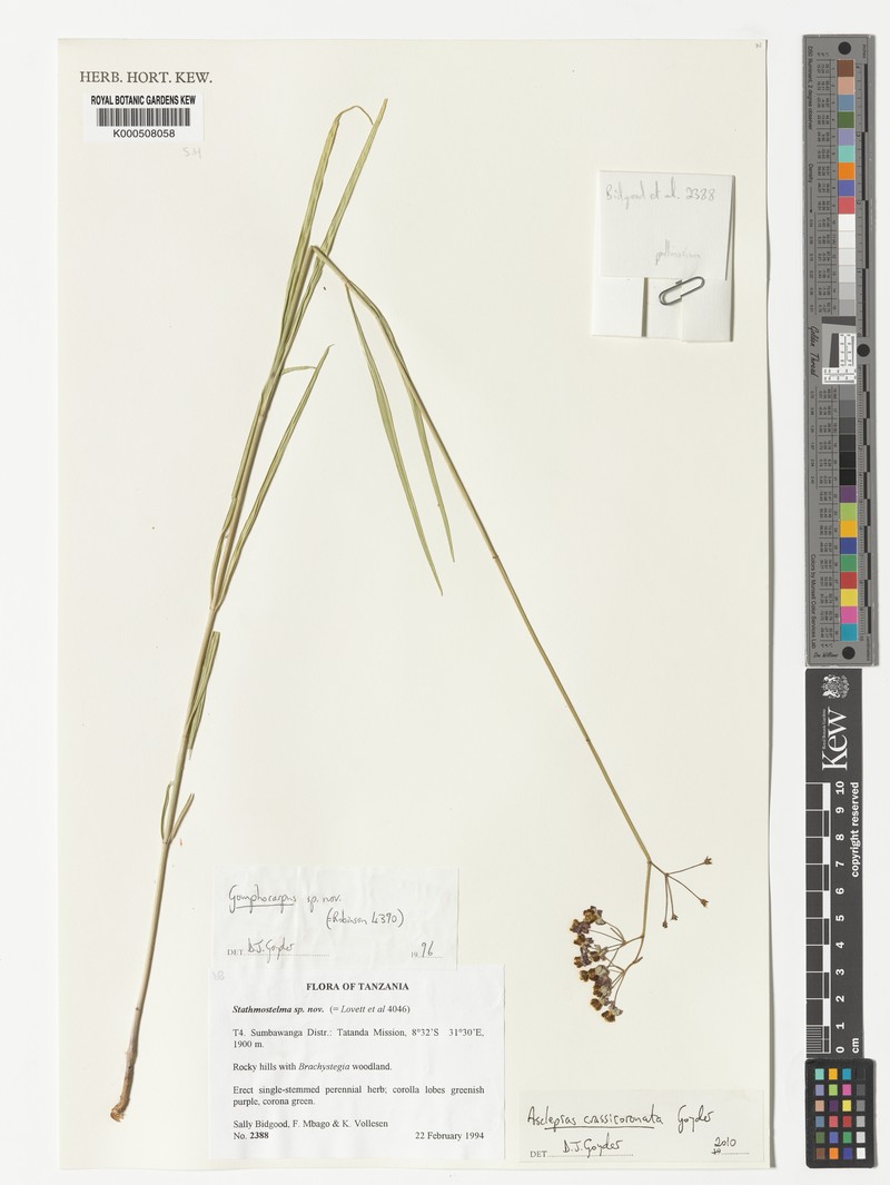 Asclepias crassicoronata photo 2
