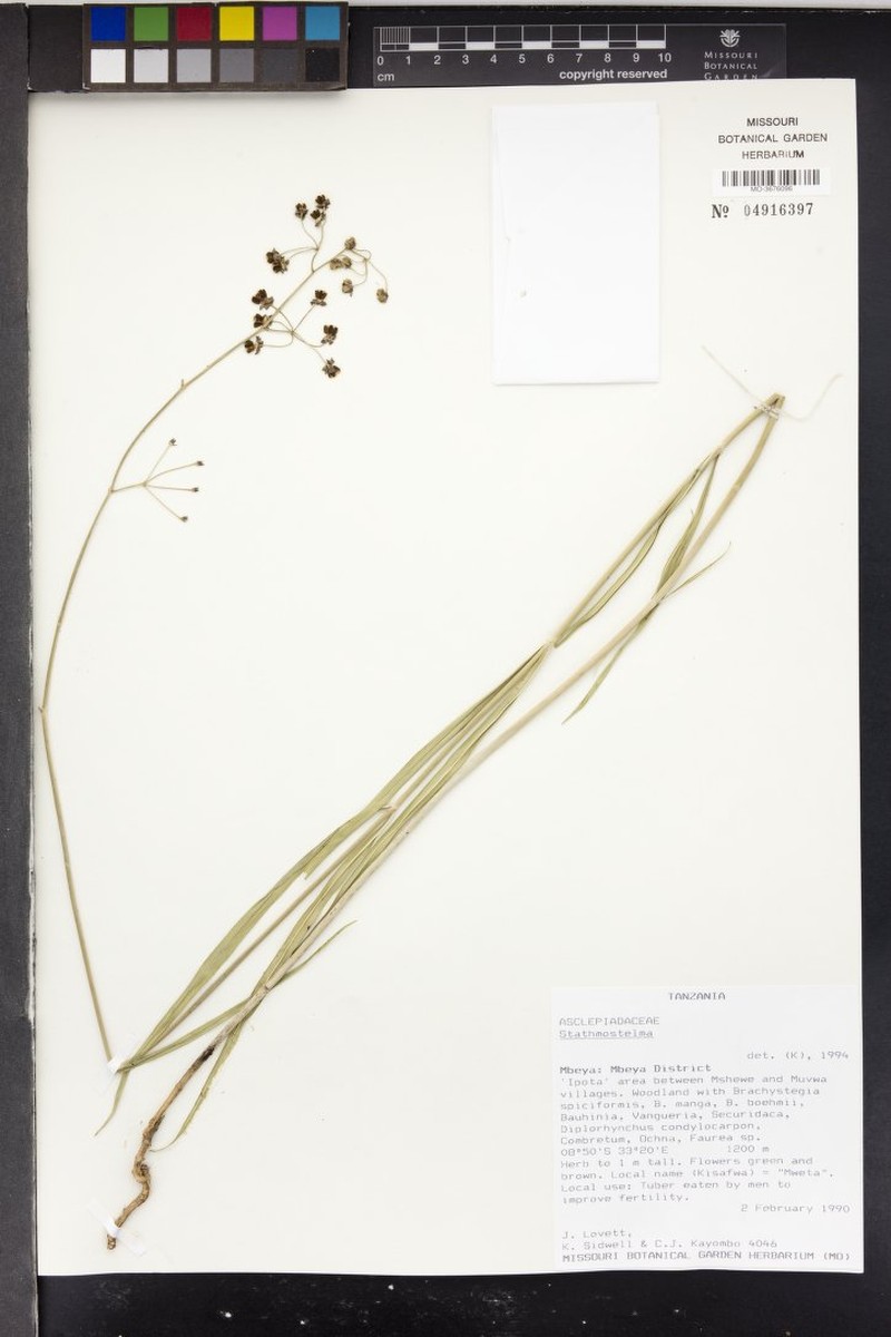 Asclepias crassicoronata photo 3