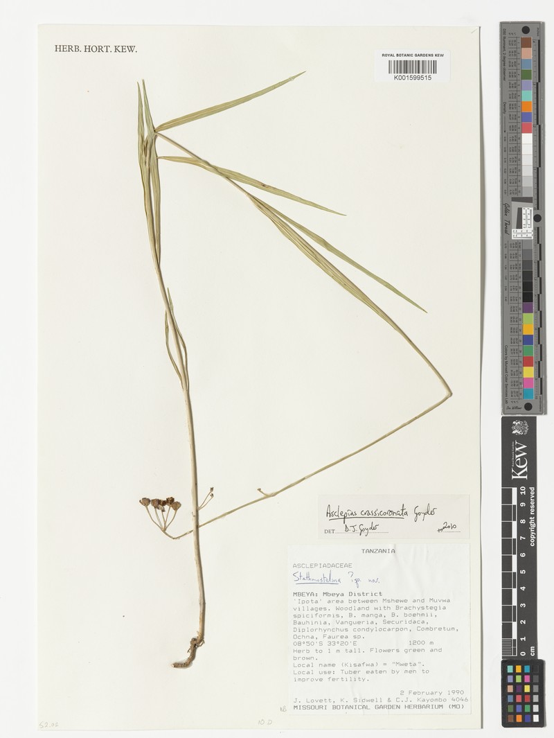 Asclepias crassicoronata photo 4