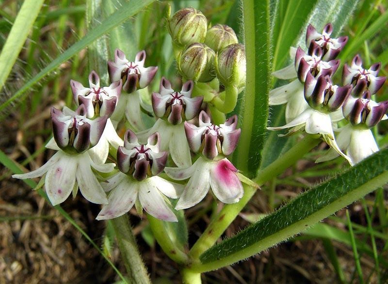Asclepias crassinervis photo 2
