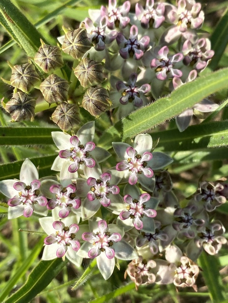 Asclepias crassinervis photo 3