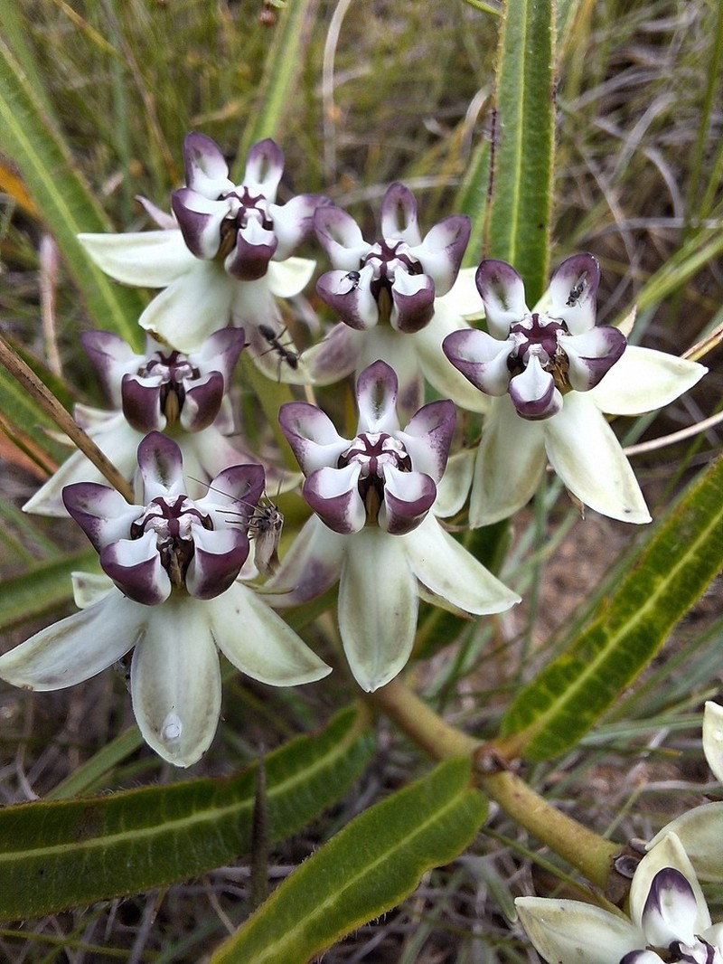 Asclepias crassinervis photo 4