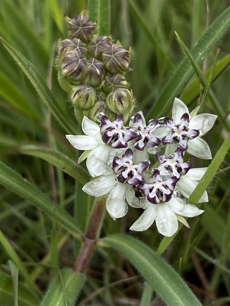 Asclepias crassinervis photo 5