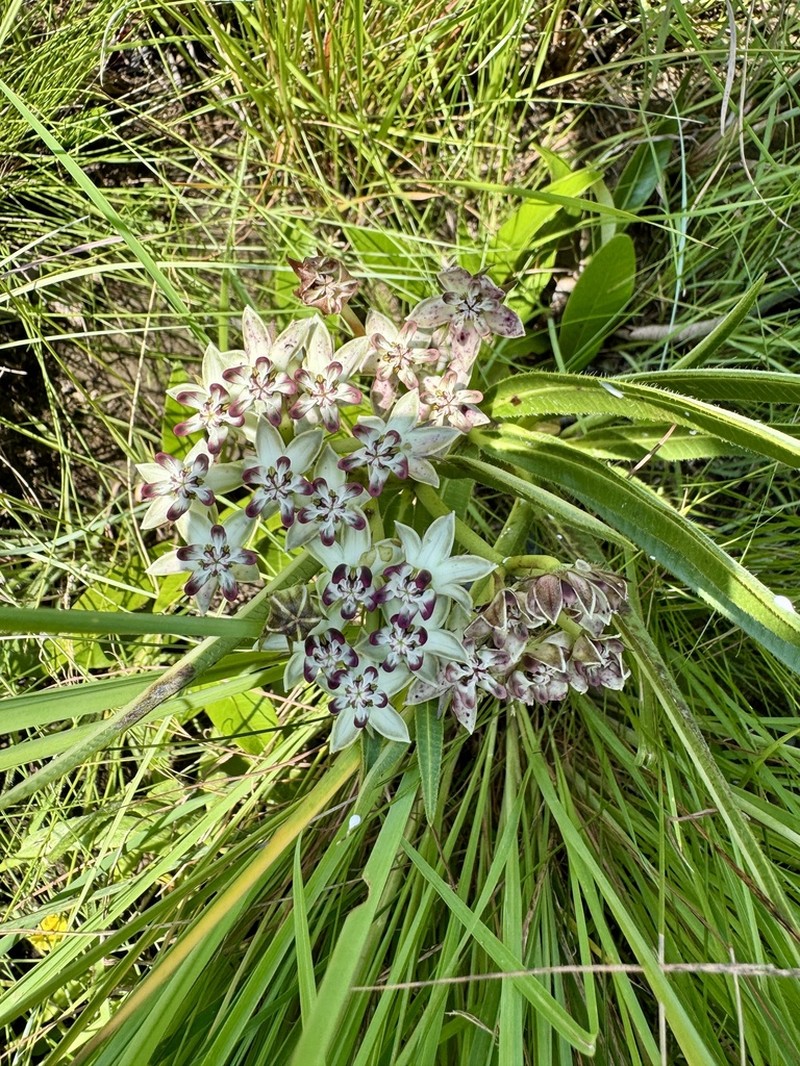 Asclepias crassinervis photo 6