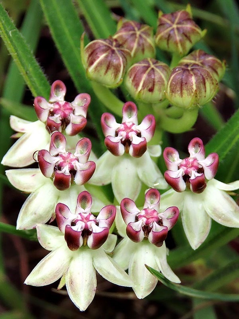 Asclepias crassinervis photo 7