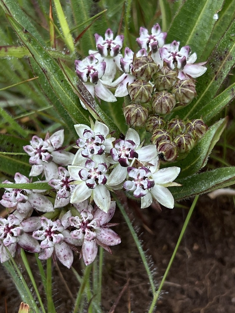Asclepias crassinervis photo 8
