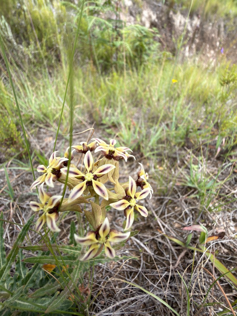 Asclepias crispa