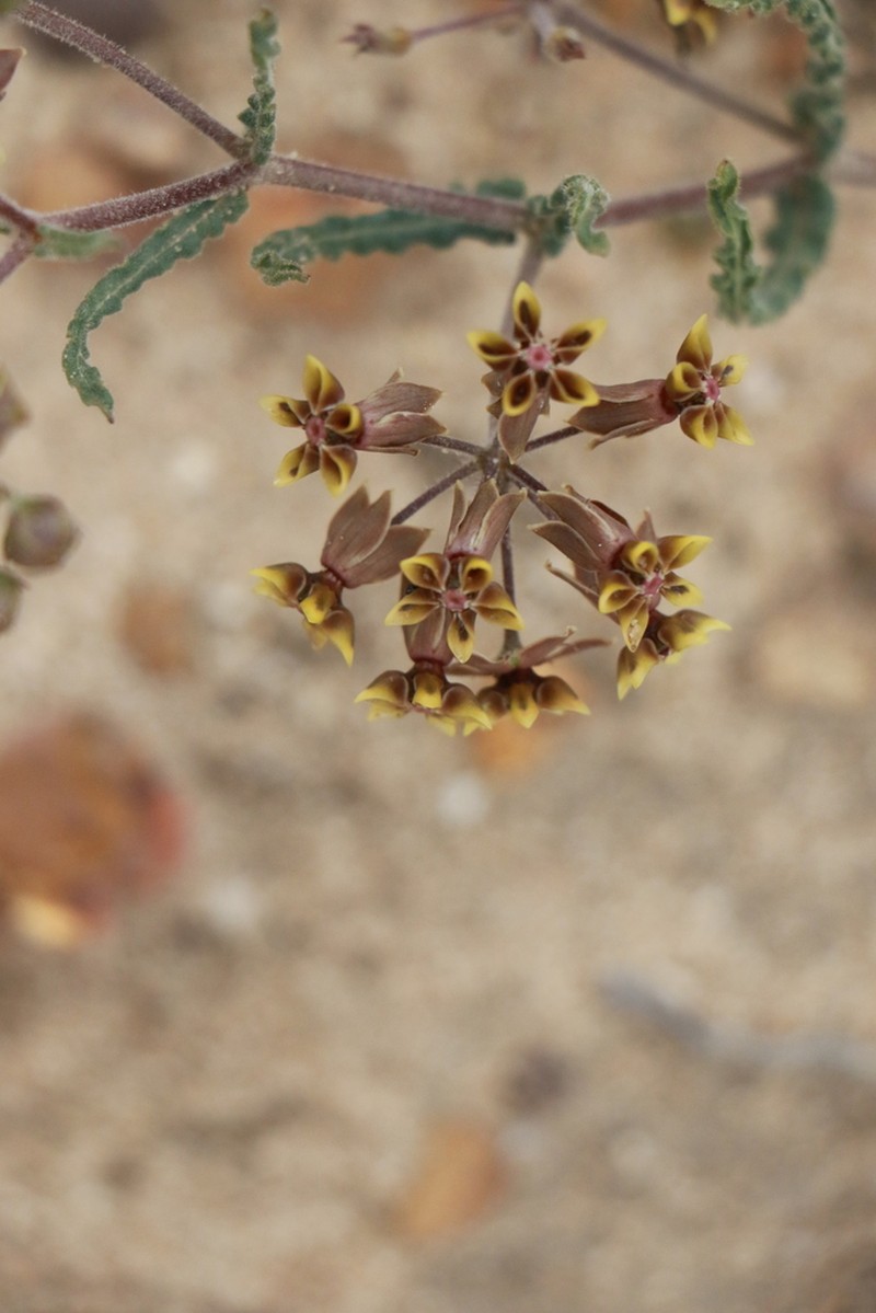 Asclepias crispa photo 2