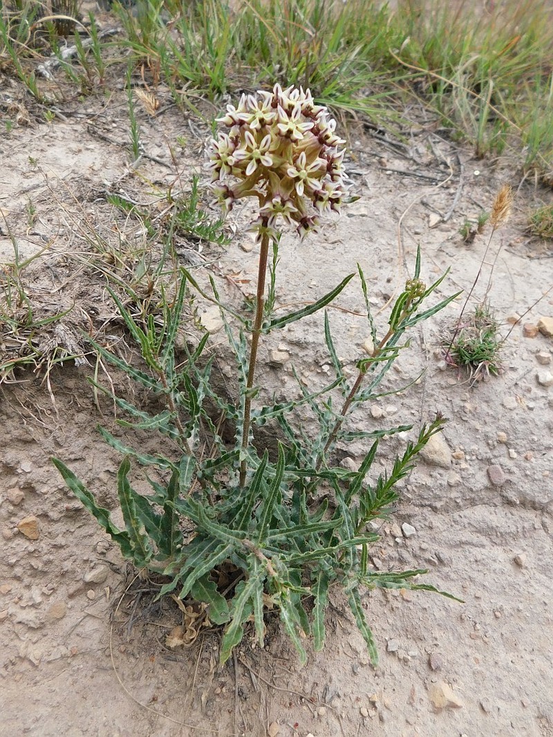 Asclepias crispa photo 3