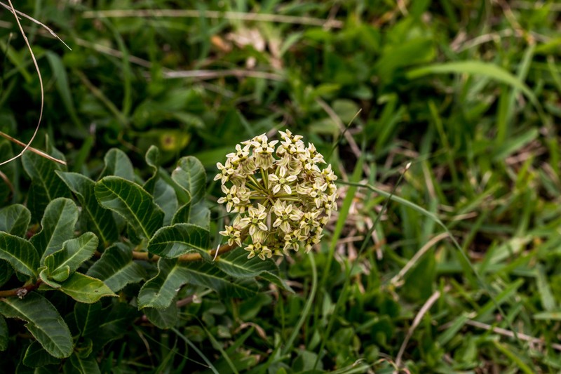 Asclepias crispa photo 4