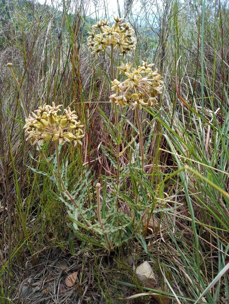 Asclepias crispa photo 5