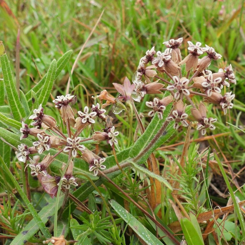 Asclepias crispa photo 6
