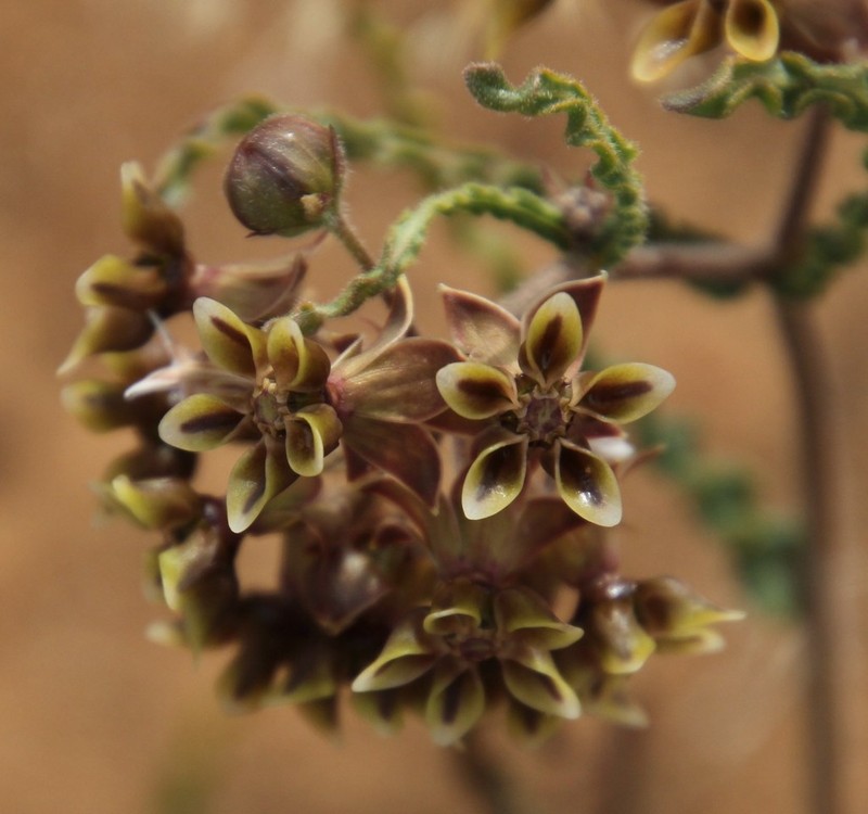 Asclepias crispa photo 7