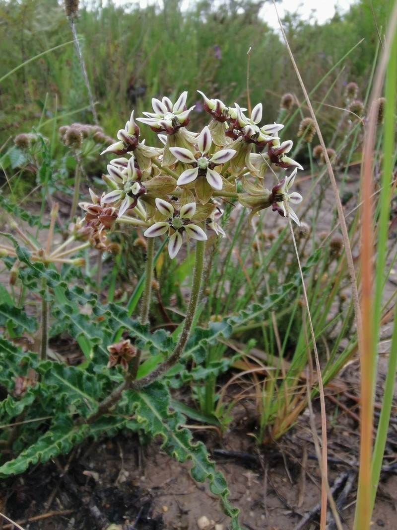 Asclepias crispa photo 8