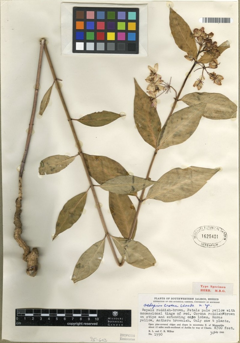 Asclepias crocea