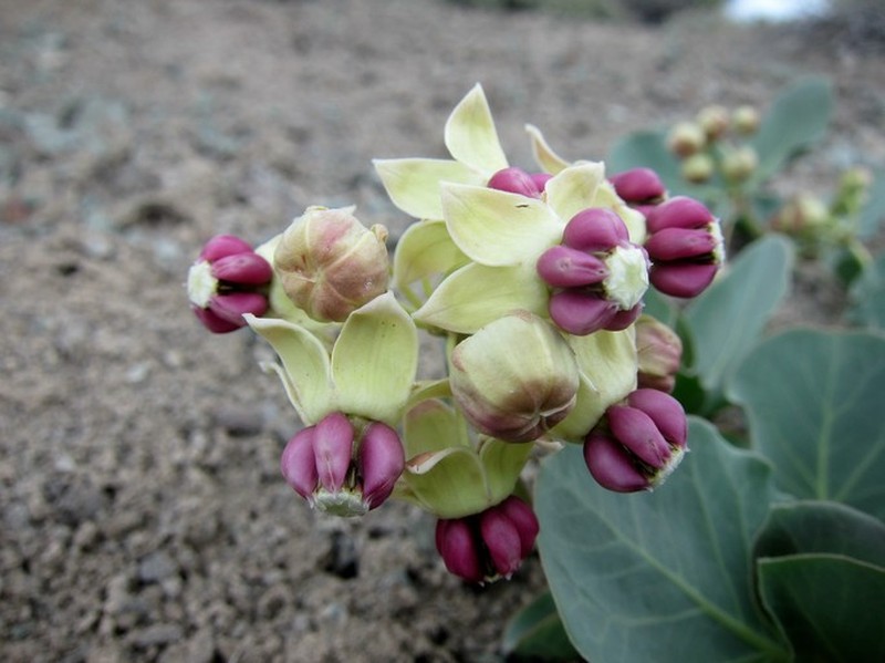 Pallid Milkweed