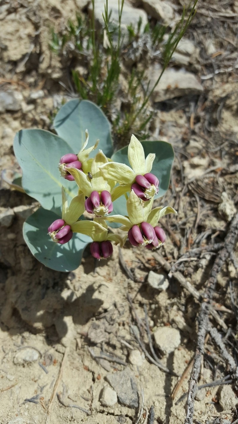 Pallid Milkweed photo 2