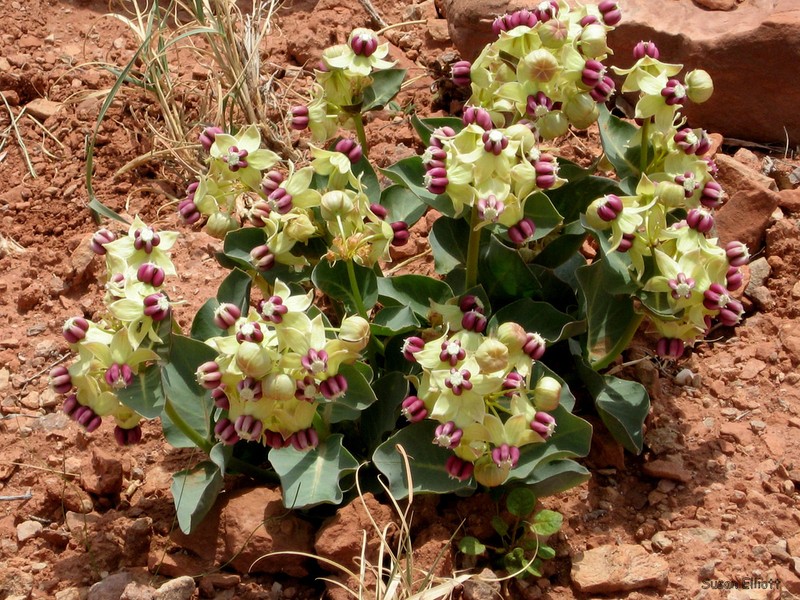Pallid Milkweed photo 3