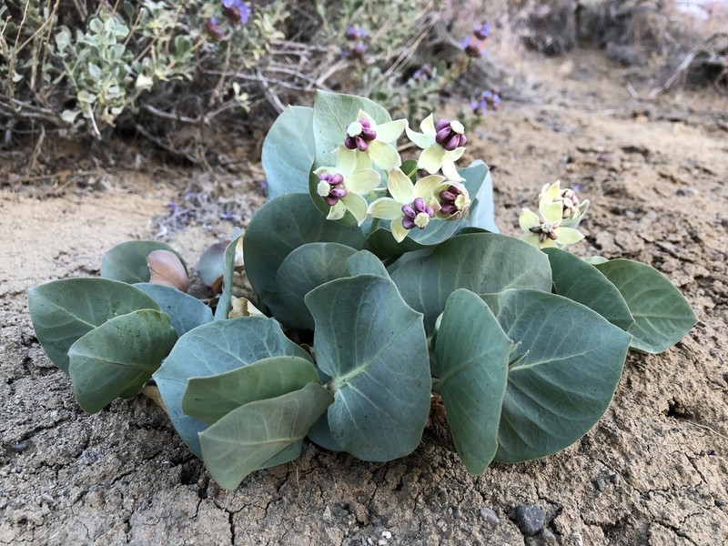 Pallid Milkweed photo 4
