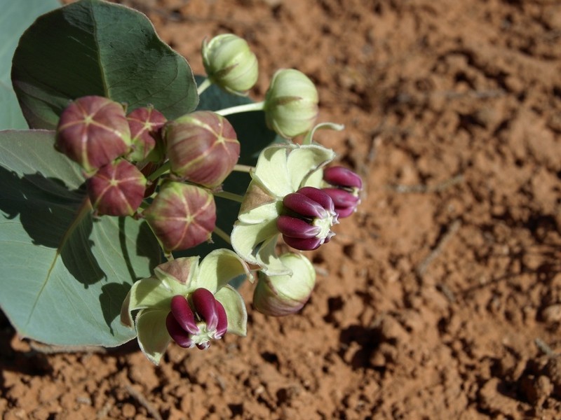 Pallid Milkweed photo 5