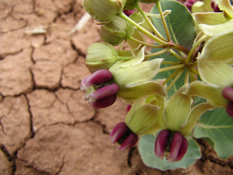Pallid Milkweed photo 6